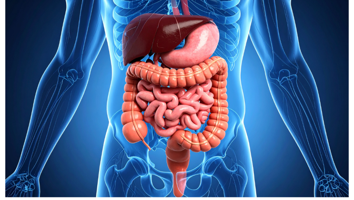 Benessere intestinale: perché è fondamentale in autunno