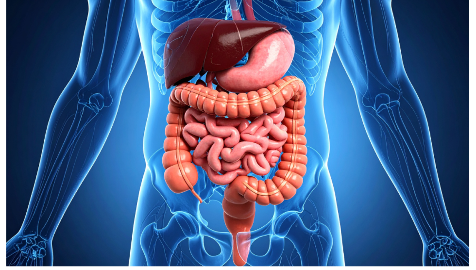 Benessere intestinale: perché è fondamentale in autunno Benessere intestinale: perché è fondamentale in autunno